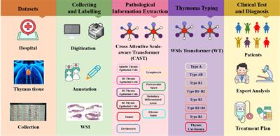 MC-ViT: Multi-path cross-scale vision transformer for thymoma histopathology whole slide image typing